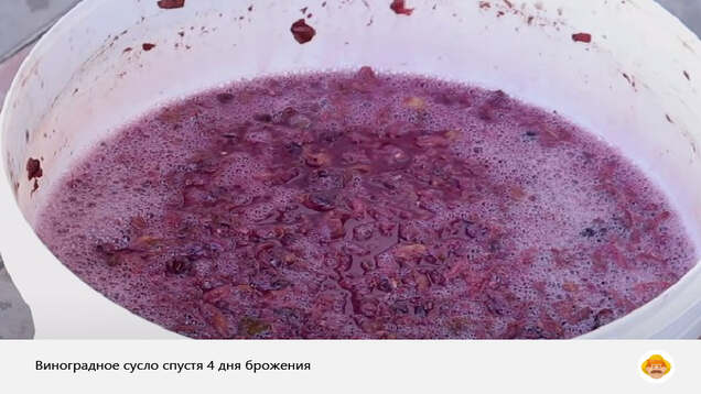 сусло для виноградного вина